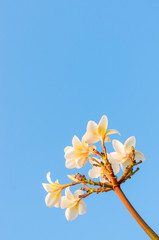 Plumeria flower against blue sky