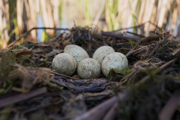 Bird's nest in natural habitat.