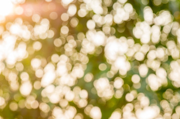 Green bokeh defocus art abtracts background from trees