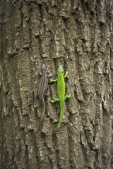 Lizard in nature sitting on a tree.