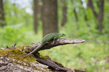 Obraz premium Lizard in nature sitting on a tree.