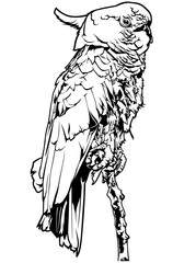Cockatoo - Black and White Outline Illustration, Vector