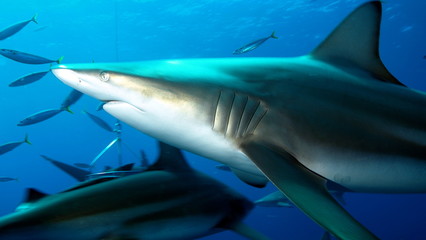 Detail of shark's head