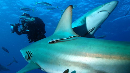 Fototapeta premium Two sharks and scuba diver
