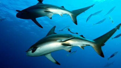 Obraz premium Two sharks swimming same