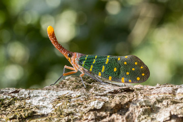 antern bug , Lantern Fly, the insect on tree fruits.