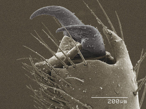 Coloured SEM of claw of scorpion (Vaejovis sp)