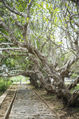 empty footpath in the garden