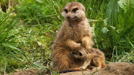 Little meerkat and it's mother