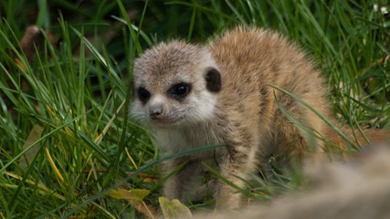 Little meerkats in grass