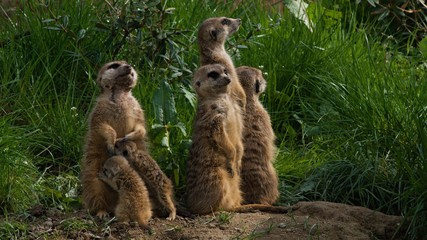 Meerkats standing on their feet