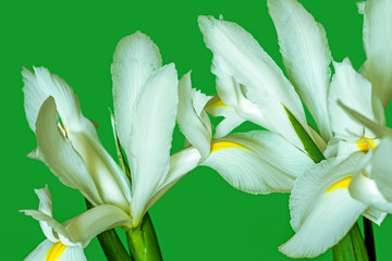 Flower white iris in green