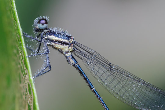 Closeup of a blue damselfly on side of grass , blue damselfly with water bubble , Damselfly with morning dew