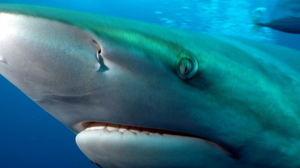 Fototapeta premium Shark's deep eye
