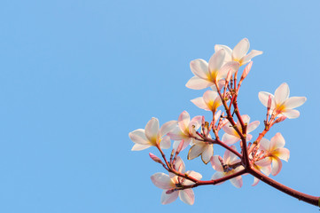 Plumeria flower against blue sky