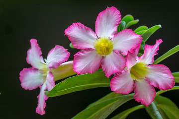 Fototapeta premium Desert Rose, Impala Lil, Mock Azalea