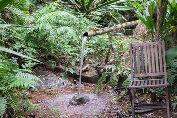 Water stream in forest