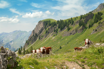 Fototapeta na wymiar Cows on a summer Alps