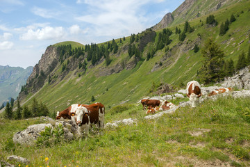 Fototapeta na wymiar The cow flock feed on cattle range in european Alps