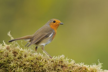 Close-up of little robin sitting on fern