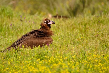 Cinereous vulture walking in grass