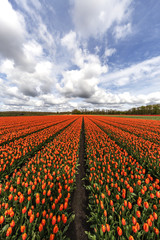 Beautiful pure orange tulip flower farm at Flavoland at tbe North Est of Amsterdam, Netherlands © Ankor light