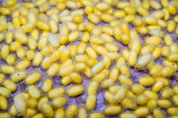 group of silk worm cocoons nests