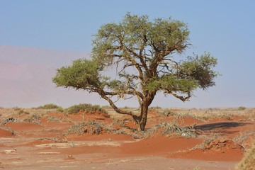 Kameldornbaum in den Sanddünen (Namib-Naukluft-Park)