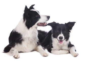 Zwei Border Collie Hunde auf weißem Hintergrund