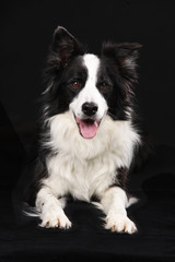 Hübscher schwarz weißer Border Collie auf schwarzem Hintergrund