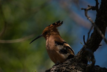 Little woodpecker on tree