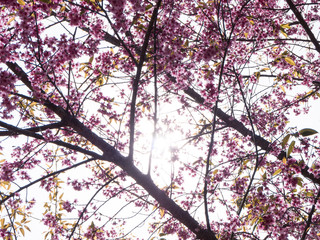Silhouette of Wild himalayan cherry (Prunus cerasoides) Sakura of Thailand with flare light