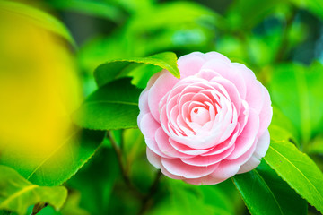Maiden camellia flower