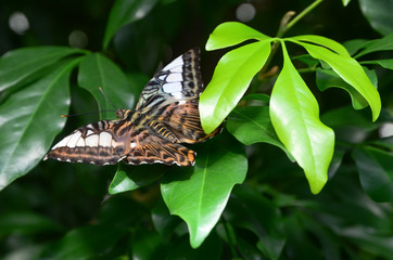 Butterfly in the garden