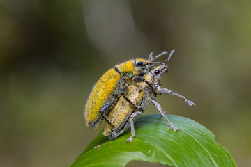 Gold Dust weevill on maiting , Gold-dust weevils' Fertilization. A Kind of Bugs or Insects Fertilization , Bugs Maiting