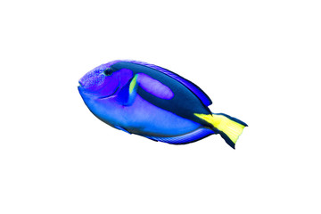 Colorful blue tang tropical fish isolated on white