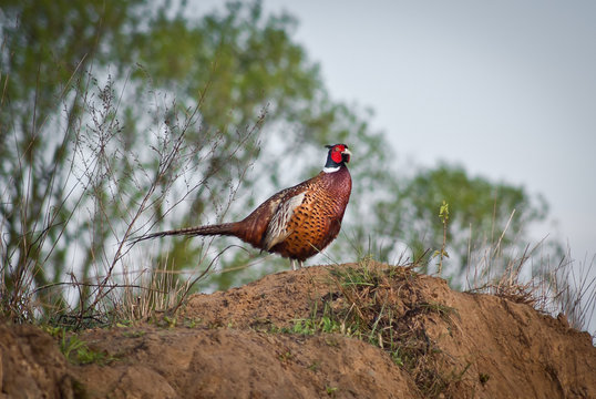 Bażant Bilder Durchsuchen 472 Archivfotos, und Videos