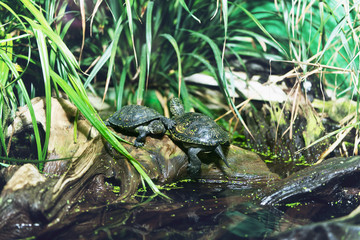 Terrapins on a rock at a pond