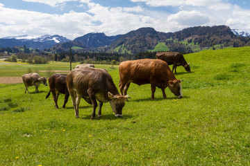 Fototapeta na wymiar Kühe auf einer Frühlingswiese bei Oberstdorf