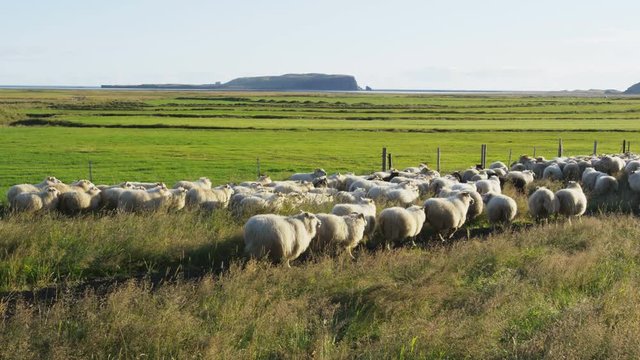 Sheep herd on grass in beautiful Iceland nature landscape. South Icelandic scenery with sheep flock. SLOW MOTION RED EPIC.