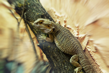 Chubby iguana crawling up tree