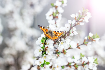 Pink flower of an Oriental cherry and butterfly