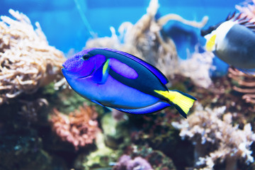 Fototapeta na wymiar Blue tang fish swimming in a tank