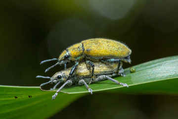 Gold Dust weevill on maiting , Gold-dust weevils' Fertilization. A Kind of Bugs or Insects Fertilization , Bugs Maiting