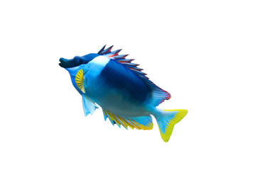 Isolated cute blue and yellow fish