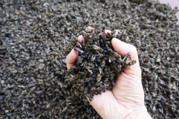 Tas d'abeilles mortes