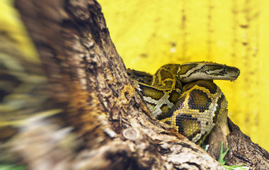 Poisonous viper curled up by tree