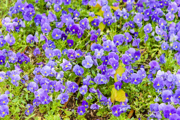 violet flowers in garden