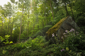 Forest Scene with Moss Rock