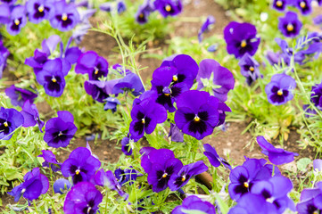 violet flowers in garden
